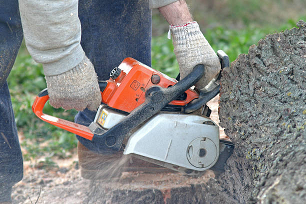 Best Tree Removal Service  in USA